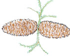 pine cones