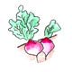 radish.jpg